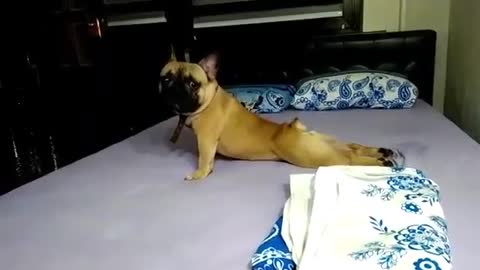 Active French Bulldog knows how to do push-ups