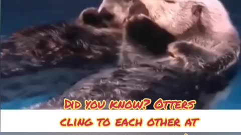 Did you know? Otters cling to each other at bedtime so they don't float away and get lost. funny, pets, animals