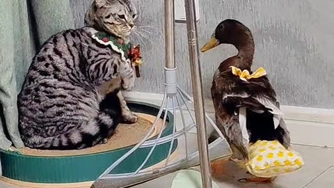 Duck🦆🦆and 😺😺 cats death fight,,,