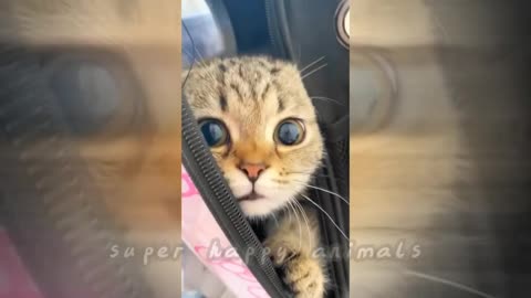 Funny animal videos! Only the best! Watch the funniest animal videos