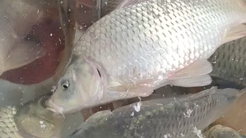 carp fish video l karfu carp fish best video#shorts