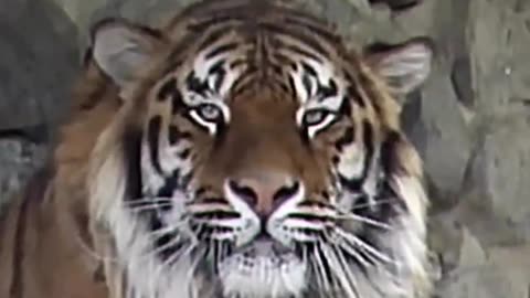 Tiger's most dangerous video shoot #tiger