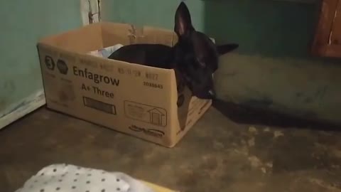 Dog sleeping in a box