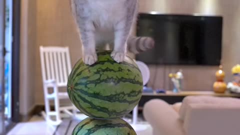 cat standing on watermelon