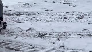 Chihuahua Takes His Snow Boots For a Test Run