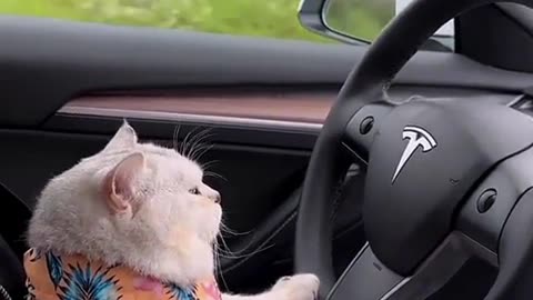 little cat 😸😺😺 car driving