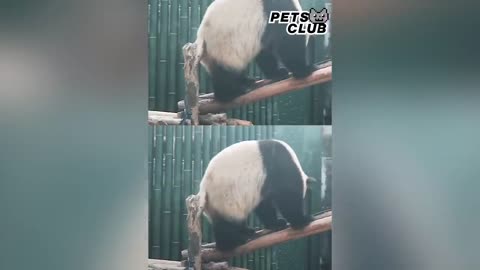 Panda Teamwork - Aww Cute Panda - Funniest Animals Compilation