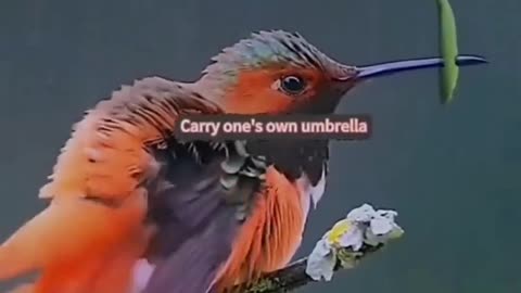 Carry owne's umbrella