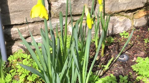 A Mini Garden tour in a friend's Garden.... Daffodils/ Succulents & Mycelium....Oh My!