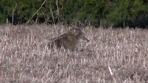 Coyote attacks unleashed pet dog