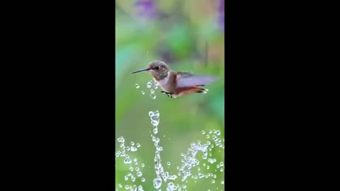 Quick bath hummingbird