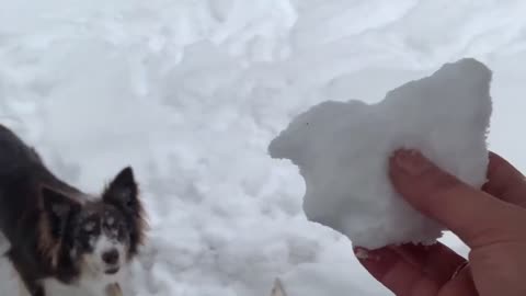 Dog tries to fetch snowball thrown in deep snow