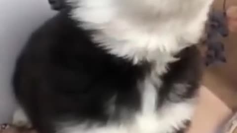 Pets video
