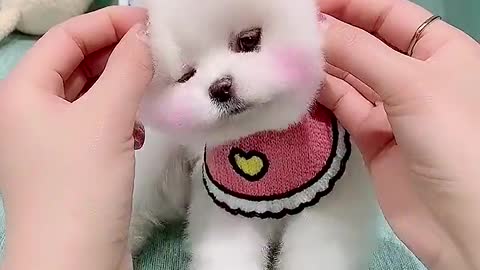 little teacup dog eating candy