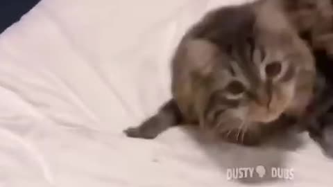 Try not to laugh cats 🤣🤣