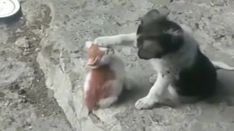 What happened when dog meets cat first time😲!!!