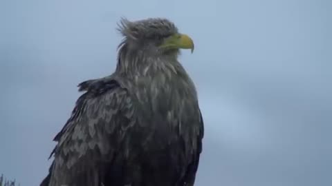 The Golden Eagle - Master of the Sky | Free Documentary Nature