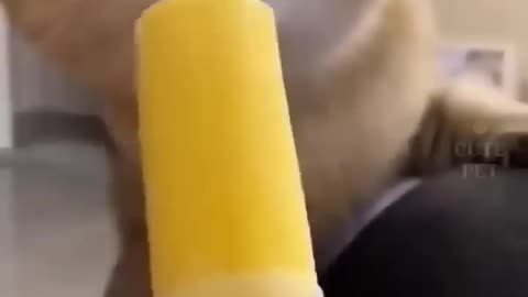 cat like the mango flavour ice cream