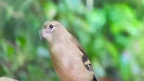 Befriended cat and sparrow engage in epic play fight cats