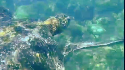 Turtle swimming in under the water.