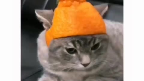 Cat's wearing hat 🧢 😂