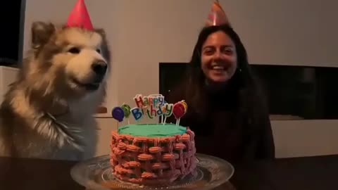 Happy birthday with husky awo, cat, dog,