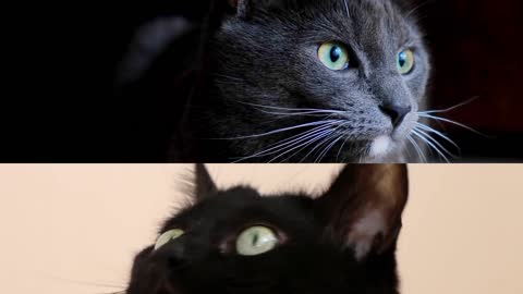 Black Cats : Who are you? and where are you?