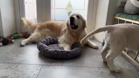 Golden Retriever Steals a Bed from a Puppy