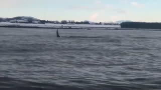 Kayaker Meets Killer Whales