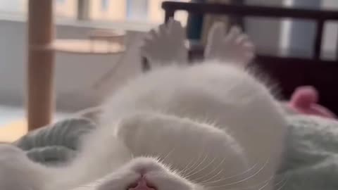 Kitten reaction video