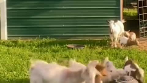 Wait for it funnyanimals Relax . . .