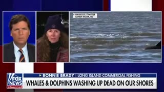 Whales and dolphins washing up dead on our shores