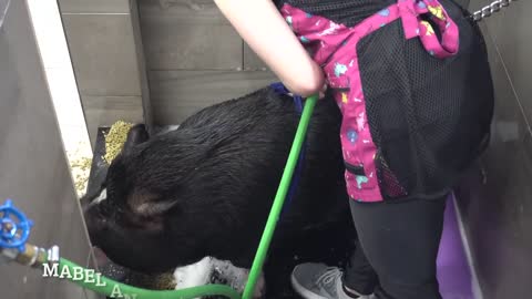Dramatic Pot Belly Pig at the dog groomers?-20