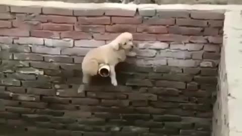 Brave Dog