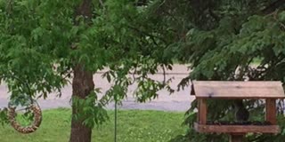 Squirrel makes crazy long jump just to get some seeds