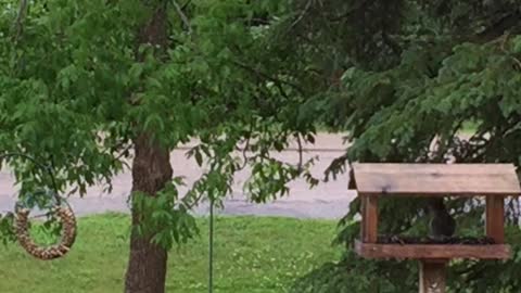 Squirrel makes crazy long jump just to get some seeds