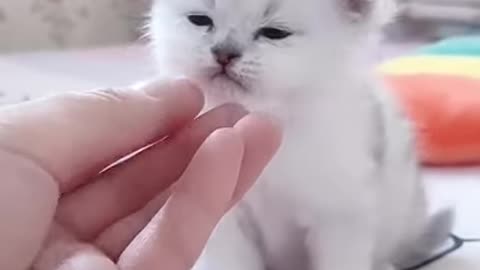 Adorable Kitten Cuteness : Baby Cat Moments