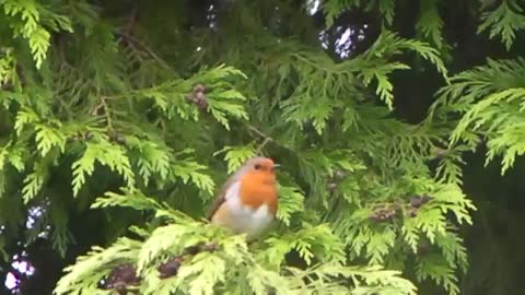 The most beautiful songs of birds