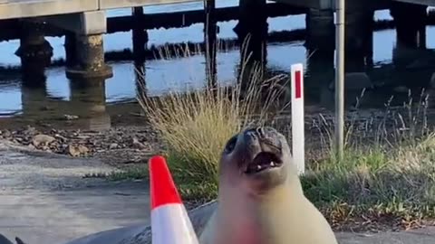 Neil the Seal Plays With a Traffic Cone