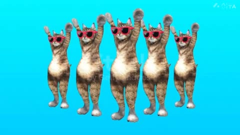 Cats funny dance