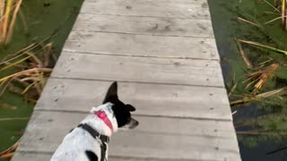 Dog Mistakes Algae for Grass, Walks Headfirst off Dock