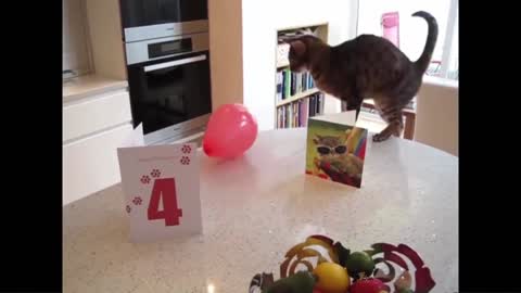 Cat Reaction to Playing Balloon - Funny Cat Balloon Reaction Compilation