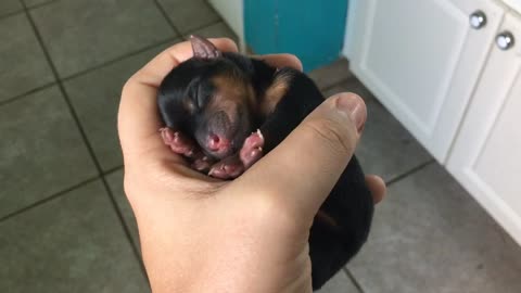 Adorable newborn yorkie puppy