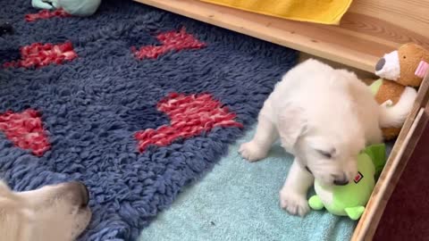 Golden Retriever puppies growing up 💕💚💖