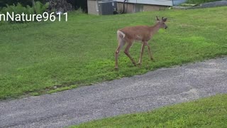 Blackflies bothering this deer