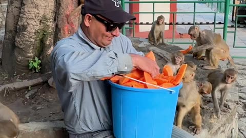 Monkeys Happily Receive Bucket Of Peeled Papaya
