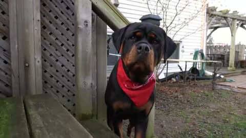 Rottweiler wants to eat me for her nail trim