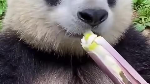Panda lagi makan