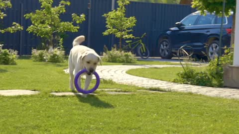 Cute dog best running on the grass