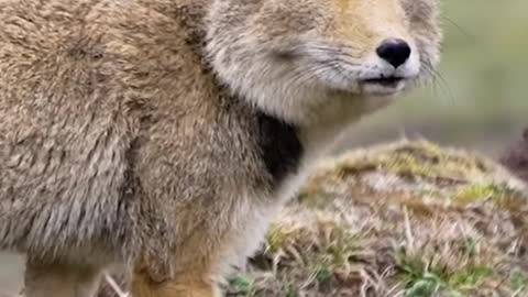 Watch This Fox With a Strange Face That Resembles a Human Face. Glory Be To God